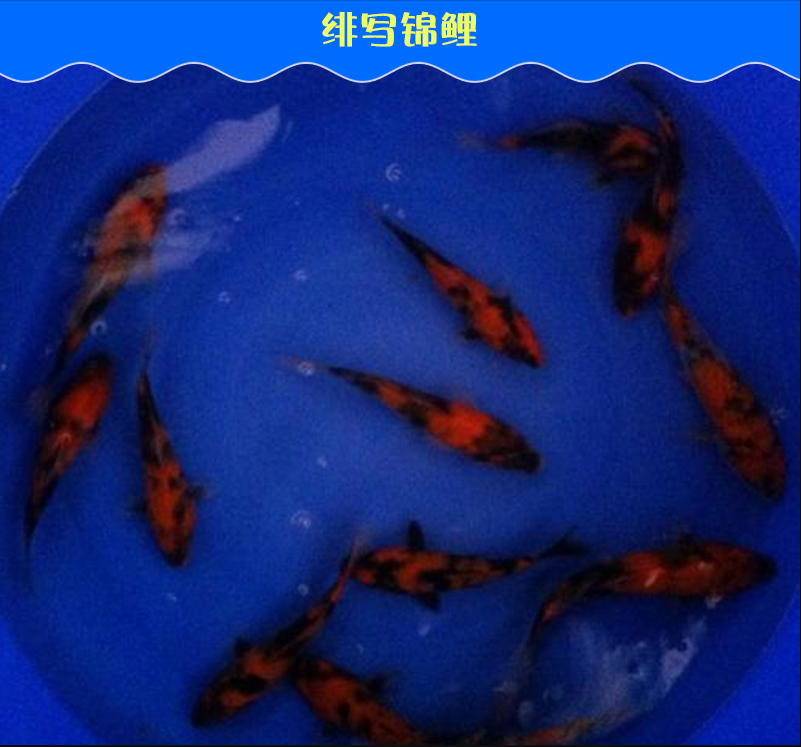 觀賞魚緋寫錦鯉 純種活體紅黑二色斑紋寫類錦鯉 廠家直銷批發(fā)