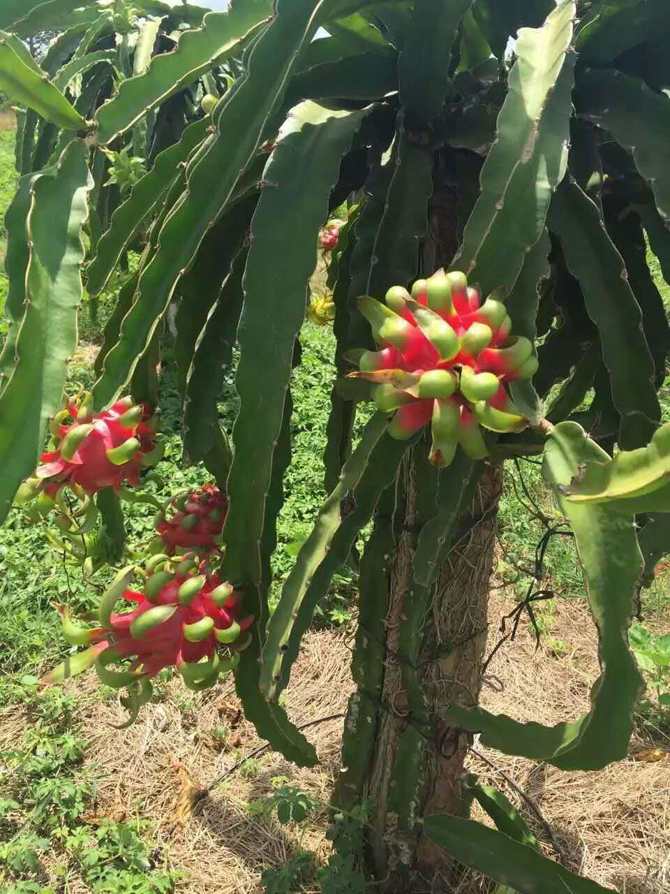 越南火龍果  全程冷鏈越南火龍果鮮活快達(dá)   越南進(jìn)口火龍果