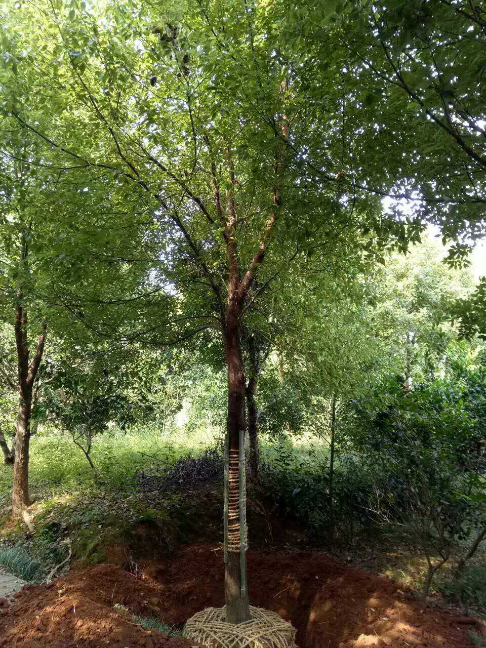 湖南香樟苗批發(fā) 香樟基地批發(fā)價(jià)格 小香樟苗供應(yīng)