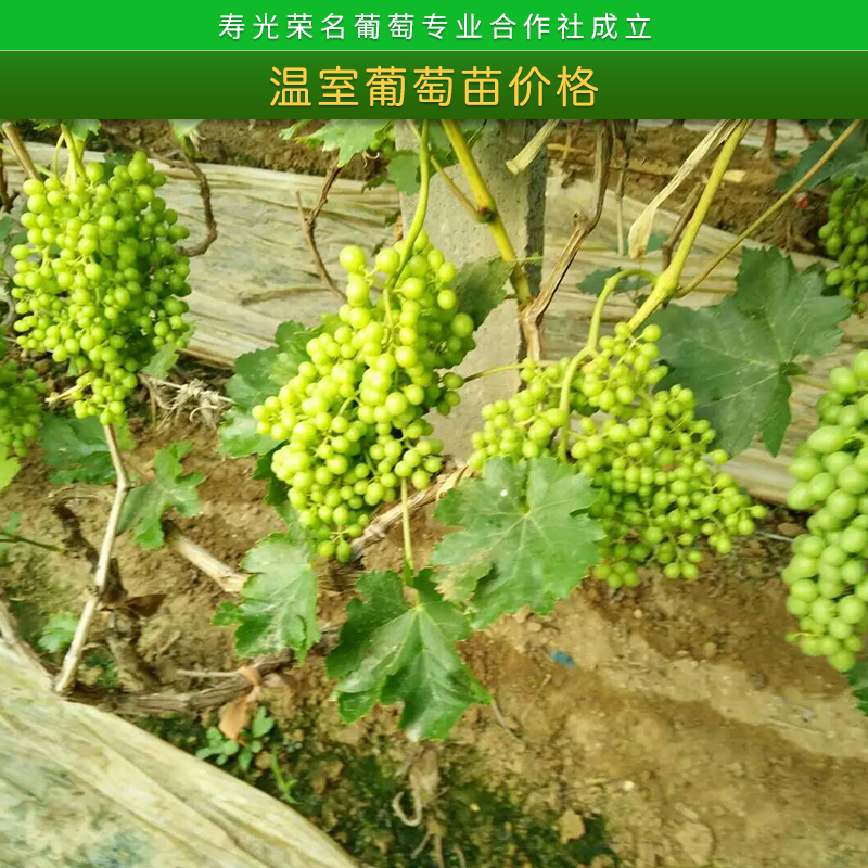 山東濰坊溫室葡萄苗價格 榮名葡萄*1號大硼/棚籬架種植苗木批發(fā)