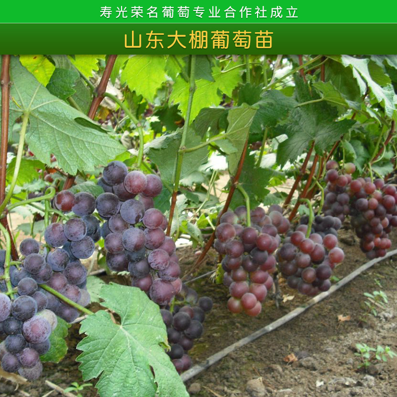 中國葡萄模范合作社山東大棚葡萄苗木栽培方法種植技術指導服務