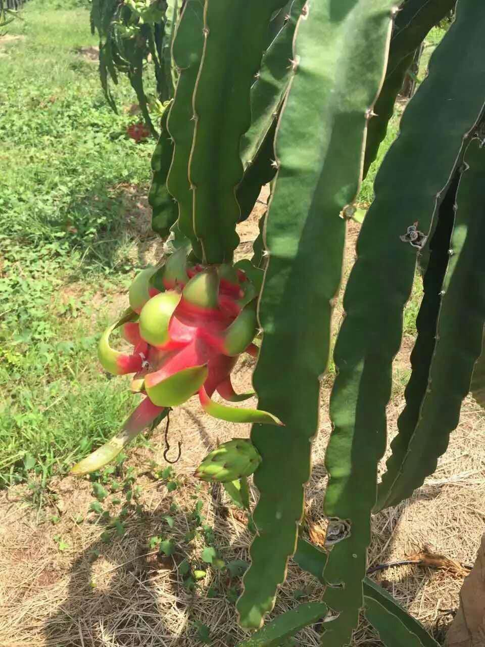 越南火龍果哪里買 越南火龍果鮮活快達(dá)   越南進(jìn)口火龍果