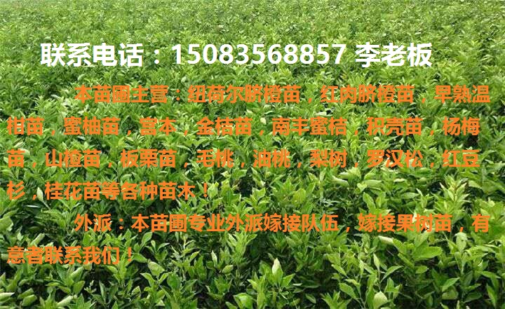 贛南優(yōu)質(zhì)早熟臍橙苗,日南苗,紅肉臍橙苗等各種果樹苗 贛南早熟臍橙苗,日南苗,紅肉臍橙