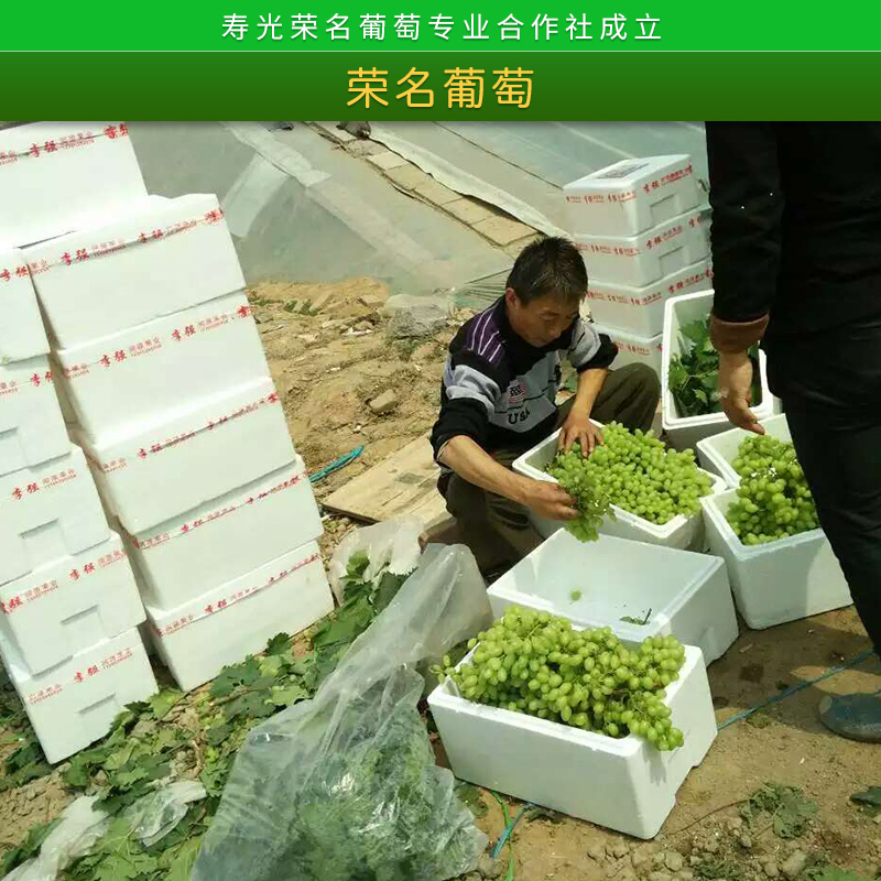 山東濰坊榮名葡萄新品種葡萄苗批發(fā)