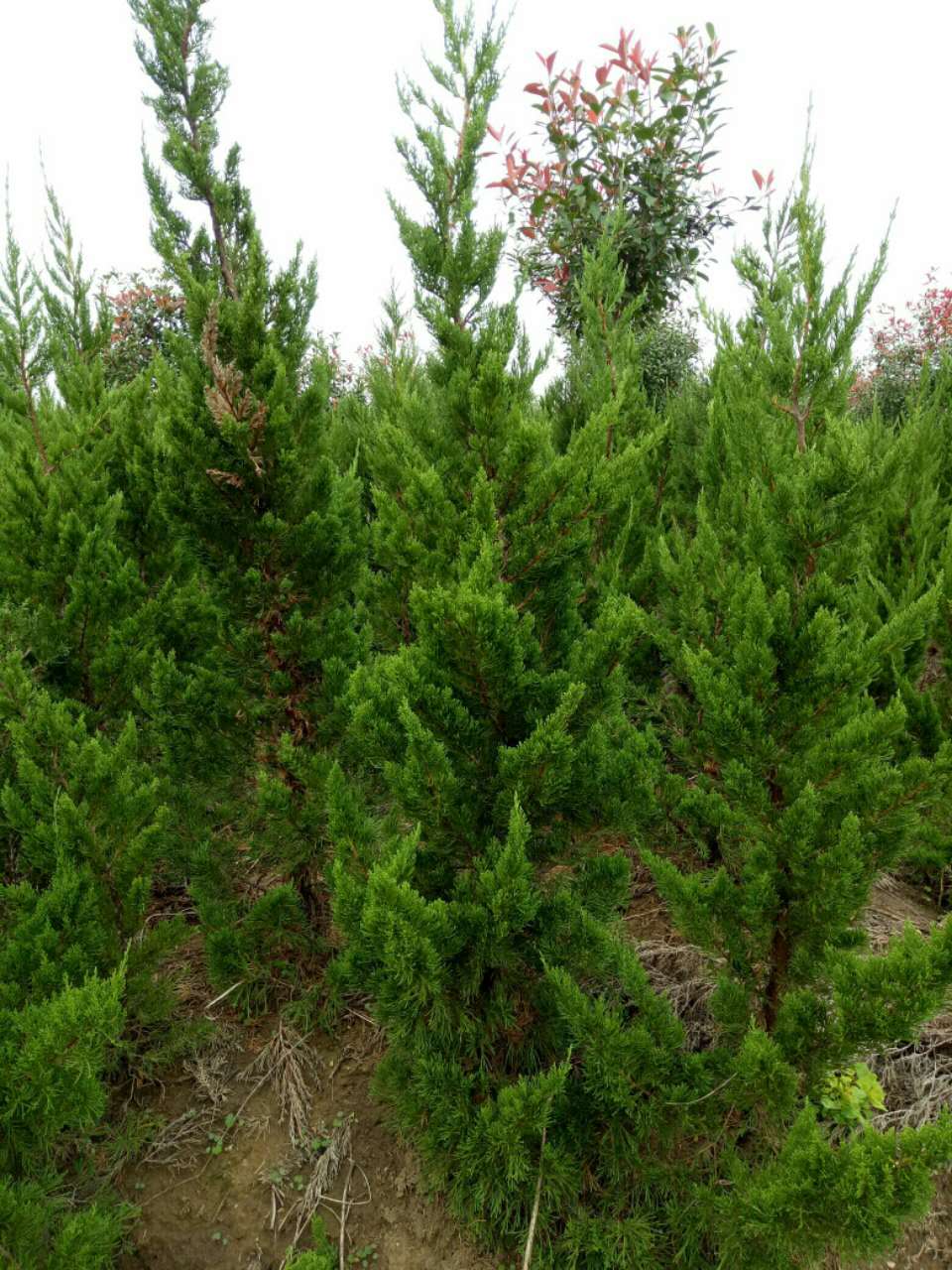 大量供應(yīng)1到4米龍柏 安徽龍柏供應(yīng)商 安徽龍柏批發(fā) 大量供應(yīng)龍柏