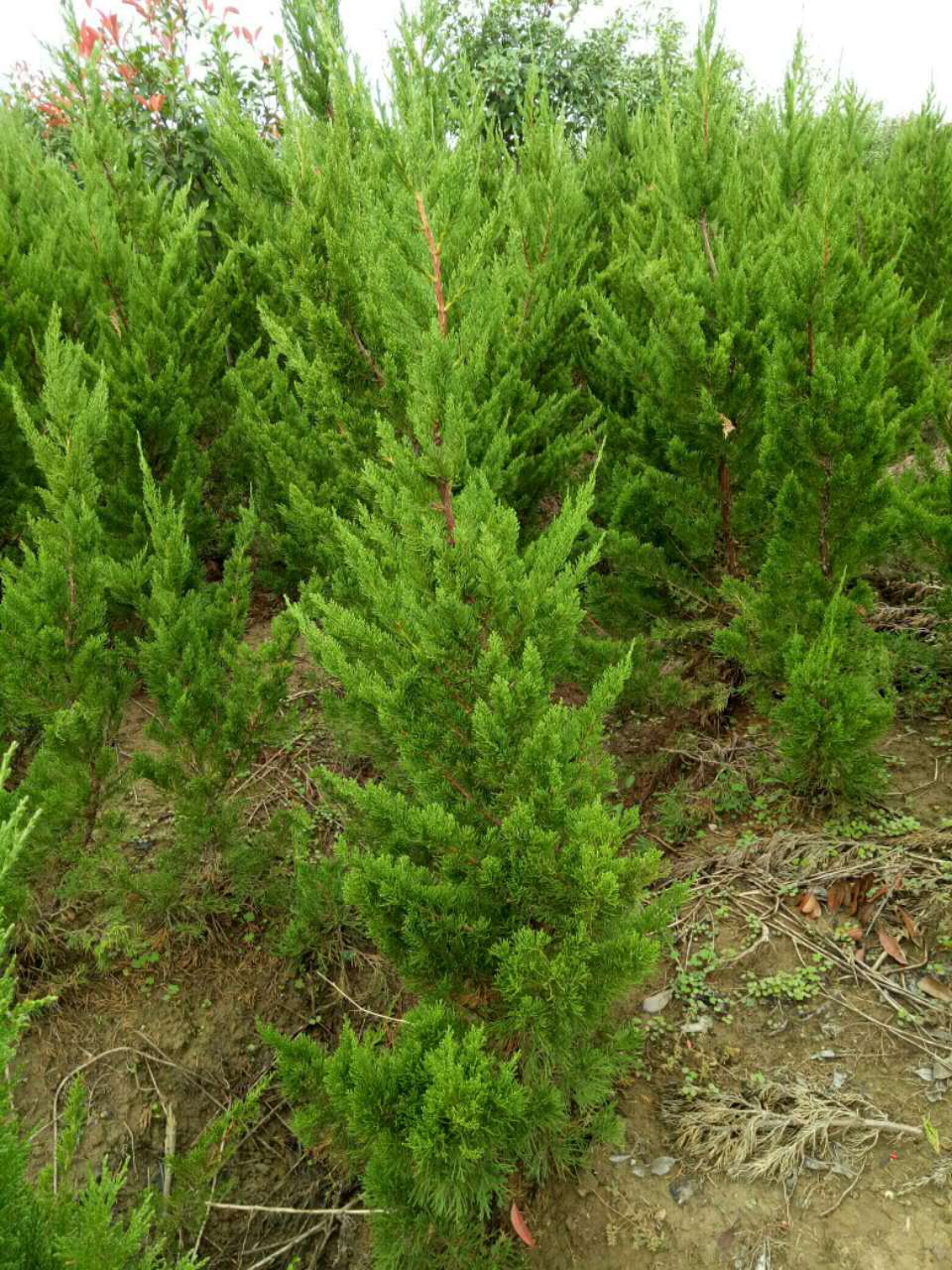 大量供應(yīng)1到4米龍柏 安徽龍柏供應(yīng)商 安徽龍柏批發(fā) 大量供應(yīng)龍柏