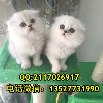 寵物貓金吉拉貓一只多少錢金吉拉貓價(jià)格