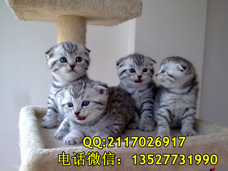 蘇格蘭折耳貓一只多少錢折耳貓價格