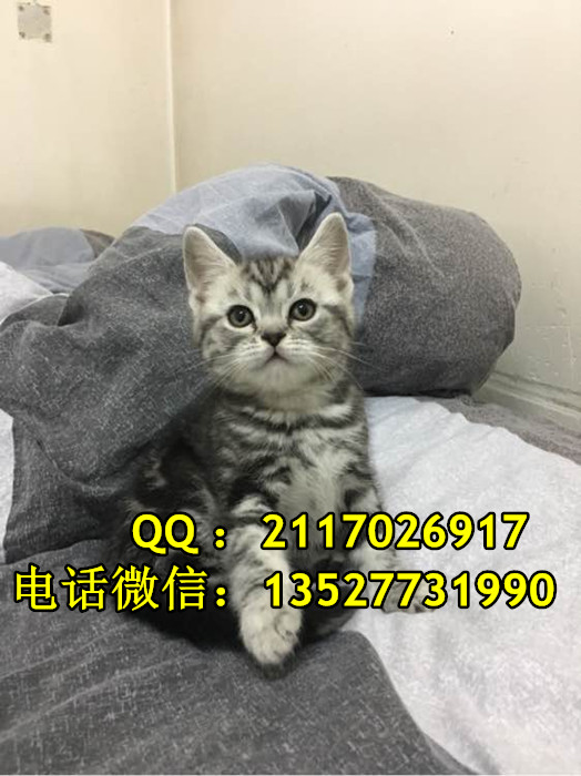 美國短毛貓一只多少錢美國短毛貓價格