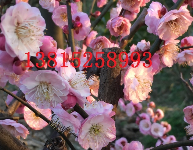 蘇州別墅綠化景觀設計,蘇州園林綠化，蘇州庭院景觀綠化苗木，企業(yè)綠化景觀工程公司