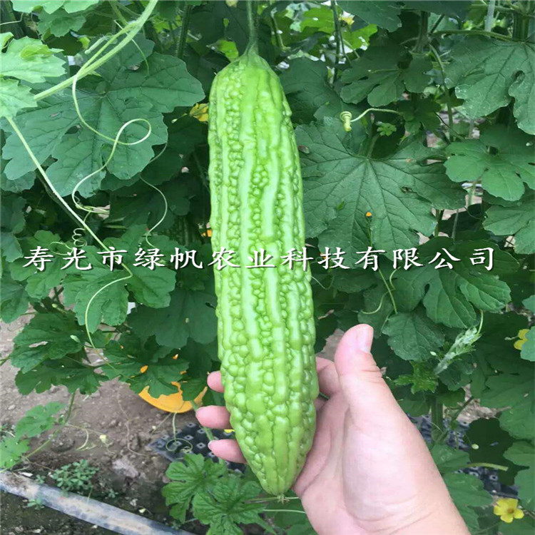 供應(yīng)綠帥苦瓜種子 雜交種