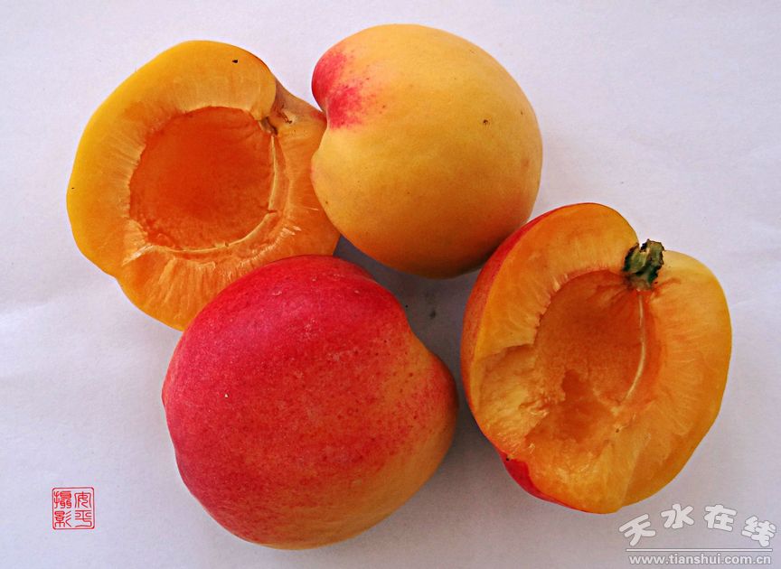 鑫農果天水特產(chǎn)新鮮水果大黃杏5斤