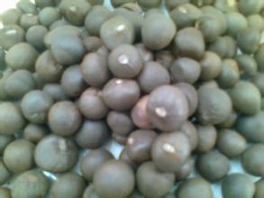 茶葉子綠茶籽茶種子價(jià)格茶籽發(fā)芽率湖北茶籽