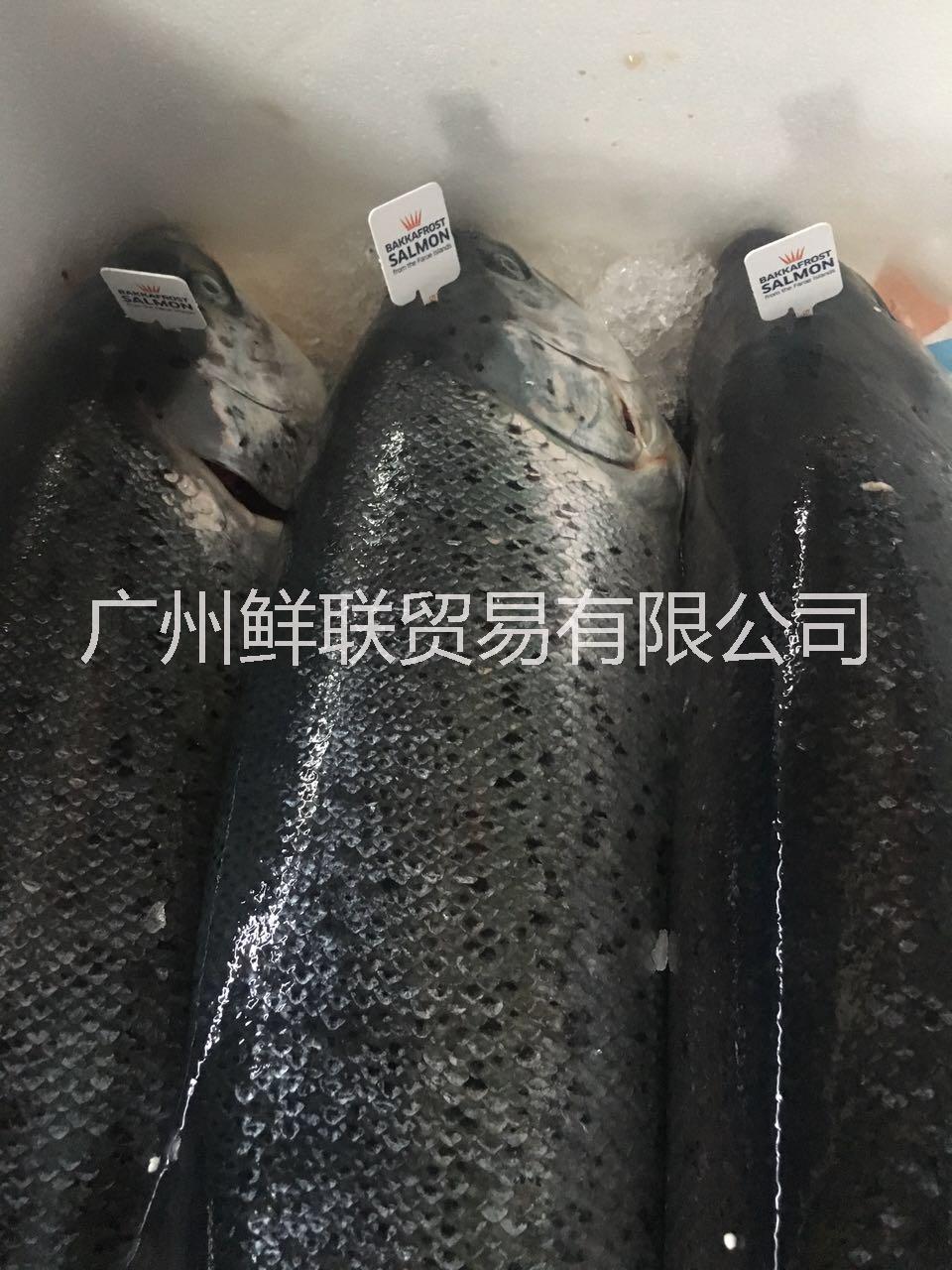 批發(fā)零售冰鮮*（丹麥法羅皇冠，智利，蘇格蘭，加拿大等） * 皇冠* 法羅*