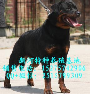 純種羅威納犬純種羅威納幼犬價(jià)格羅威納幼犬出售常年出售羅威納成犬幼犬那里的純種羅威納便宜雙血統(tǒng)羅威納幼犬
