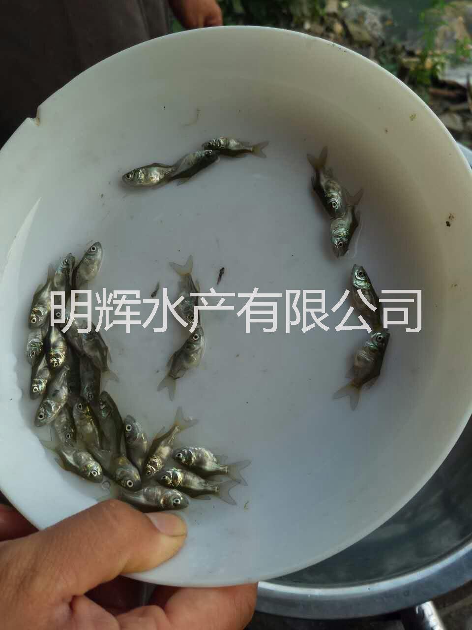 縮骨大頭魚(yú)苗批發(fā) 武漢骨鳙魚(yú)苗廠(chǎng)家 武昌縮骨花鰱苗 縮骨大頭魚(yú)苗骨鳙魚(yú)縮骨花鰱苗