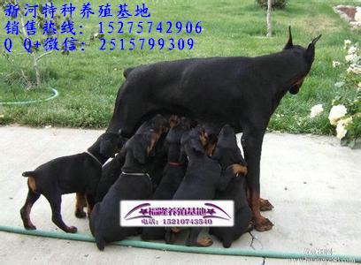 純種杜賓犬.那里有出售純種杜賓犬的?.純種杜賓犬幼犬出售