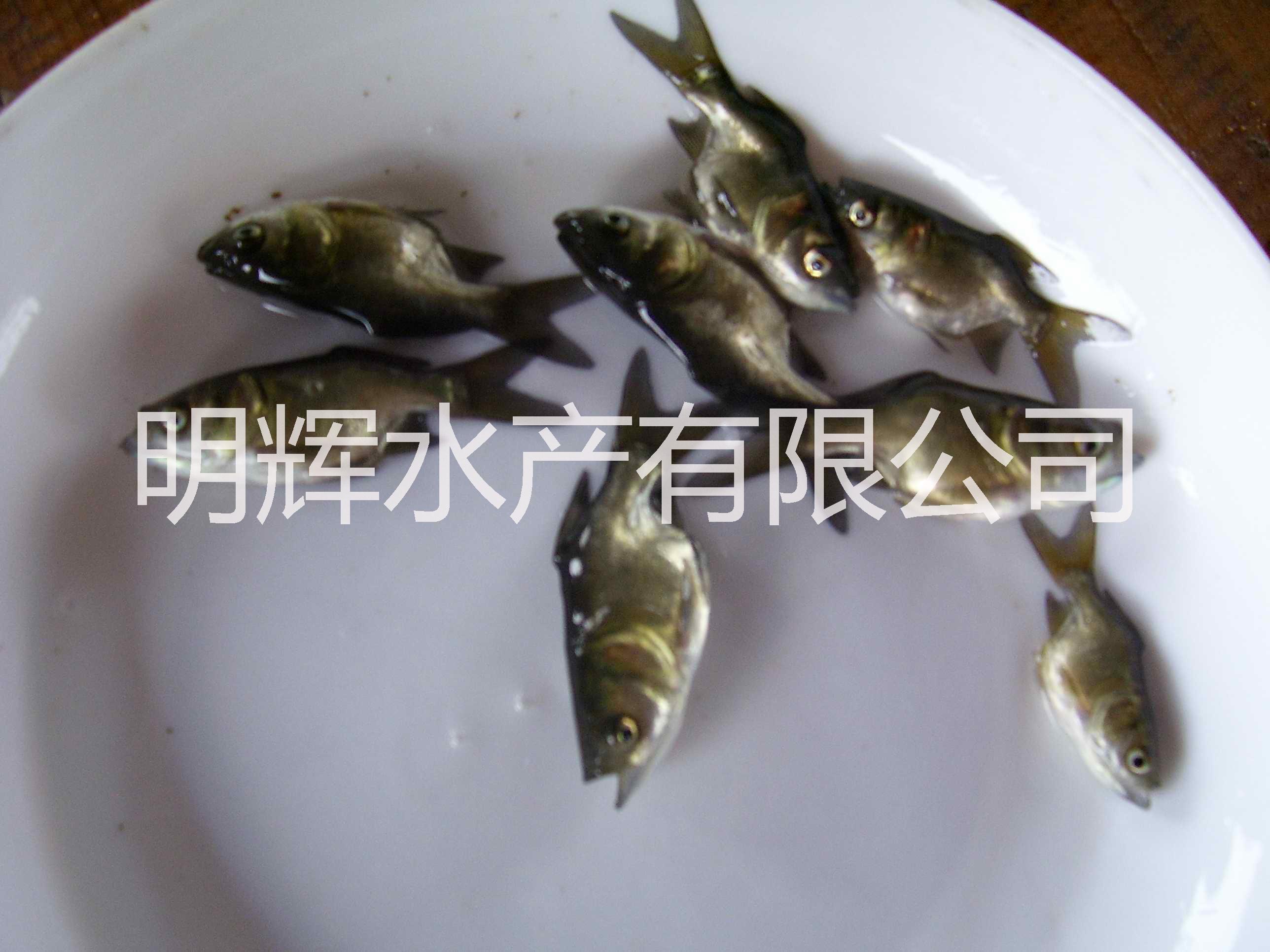 縮骨大頭魚(yú)苗批發(fā) 武漢骨鳙魚(yú)苗廠(chǎng)家 武昌縮骨花鰱苗 縮骨大頭魚(yú)苗骨鳙魚(yú)縮骨花鰱苗