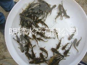 黃顙魚苗批發(fā) 廣東黃骨魚苗供應商 全雄黃顙魚苗批發(fā) 全雄黃骨魚苗 全雄黃顙魚苗黃骨魚苗
