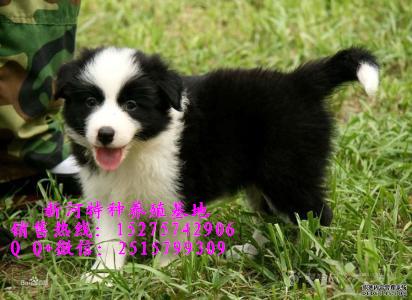 那里有邊境牧羊犬幼犬出售  純種邊境牧羊犬什么價位 銷售純種邊境牧羊犬 純種邊境牧羊犬幼犬