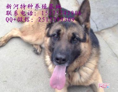 牧羊犬牧羊犬純種牧羊犬種犬純種牧羊犬幼犬多少錢純種牧羊犬幼犬價(jià)格哪里有純種牧羊犬幼犬