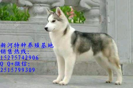 純種哈士奇 純種哈士奇犬常年出售哈士奇成犬.幼犬常年供應(yīng)哈士奇成犬.幼犬純種哈士奇幼犬什么價位雙血統(tǒng)純種哈士奇