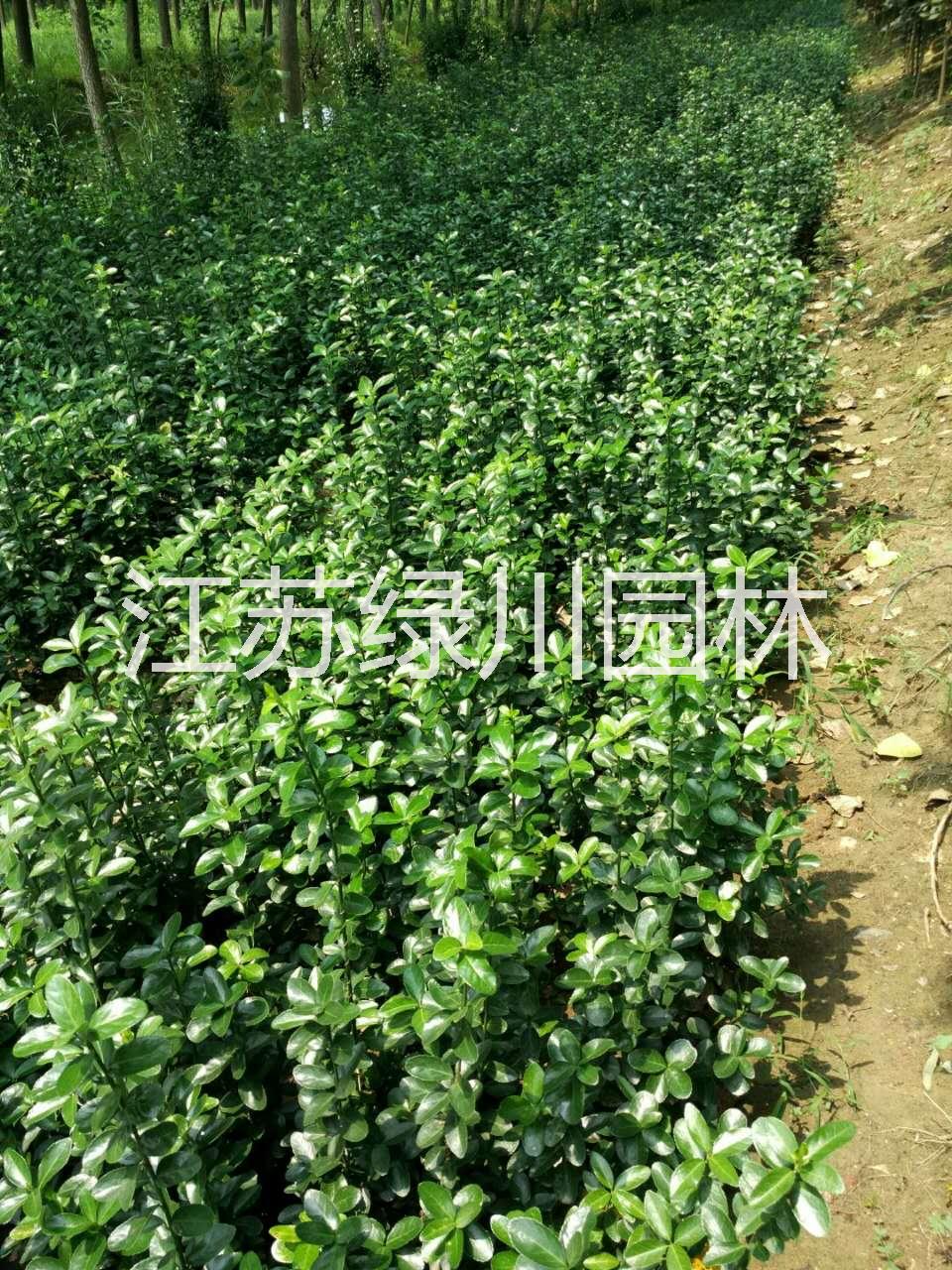 江蘇大葉黃楊種植基地 承接江西綠化工程 江蘇大葉黃楊種苗價(jià)格 江蘇優(yōu)質(zhì)大葉黃楊種苗