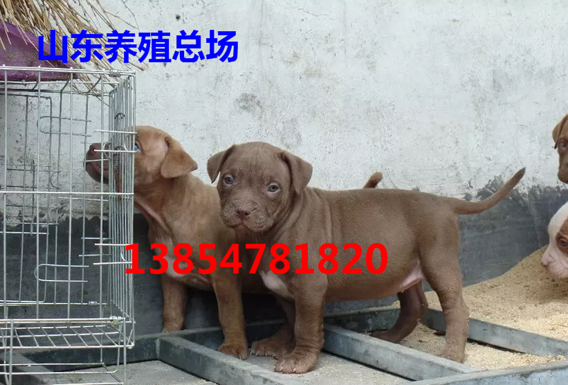 比特犬 斗狗出售 賣(mài)純種比特（六畜牧業(yè)）