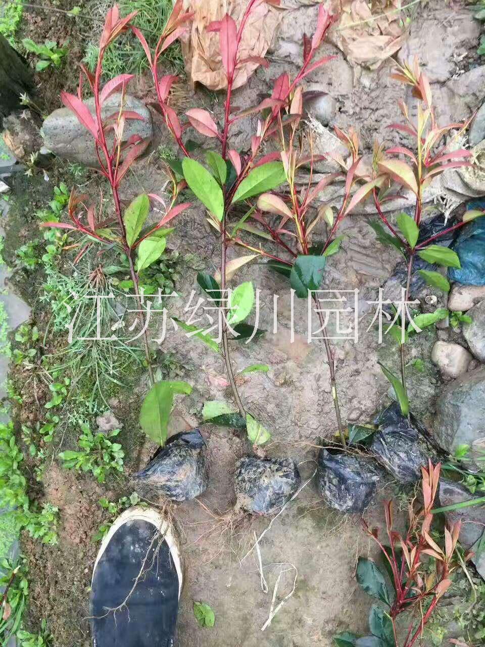 江蘇紅葉石楠種植基地 江蘇紅葉石楠優(yōu)質種苗 紅葉石楠種苗哪家好  綠化工程苗紅葉石楠