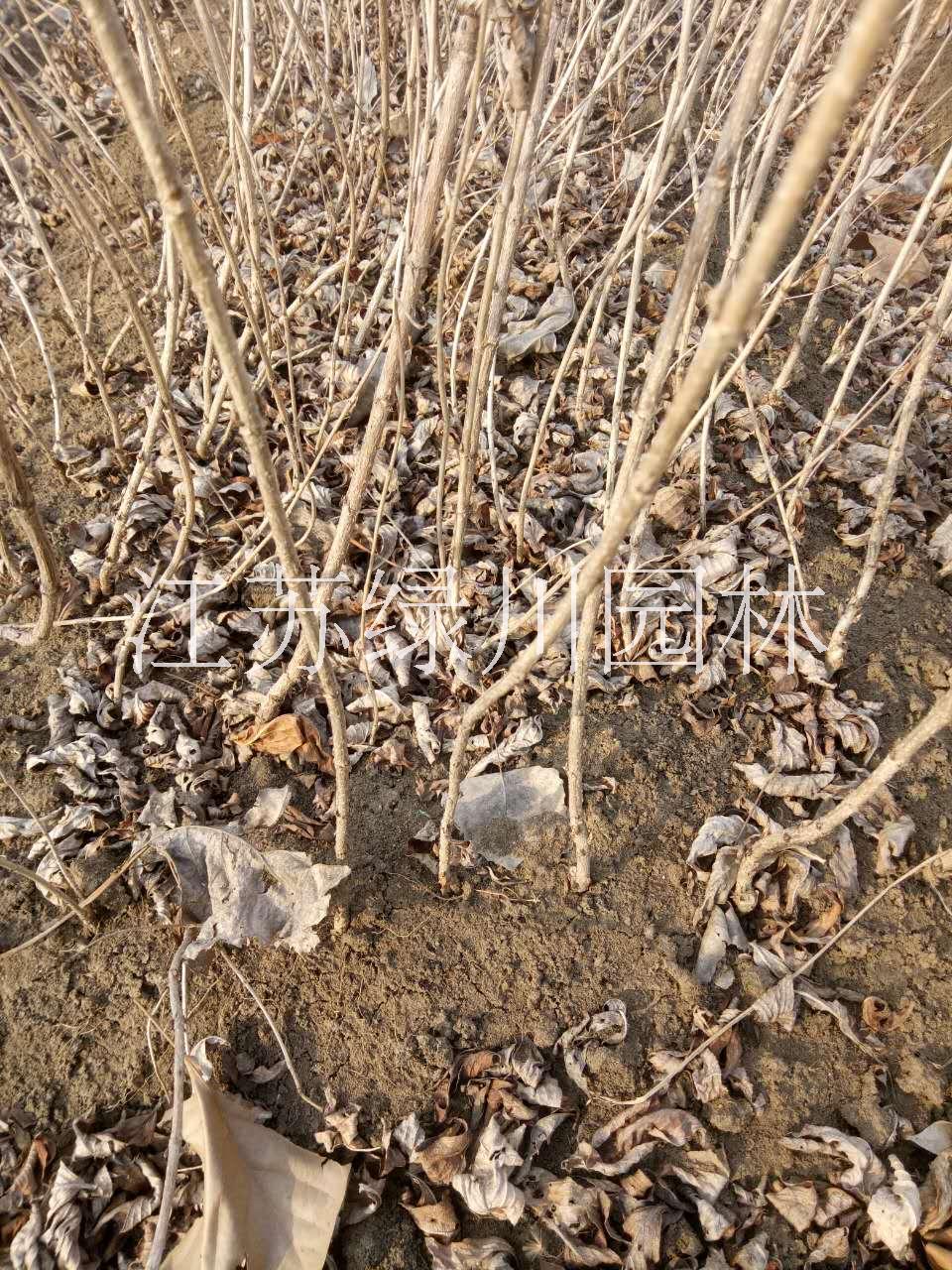 江蘇種植基地江蘇紅瑞木 江蘇紅王子錦帶 江蘇小灌木紅王子錦帶 江蘇種植基地大量供應紅王子錦帶