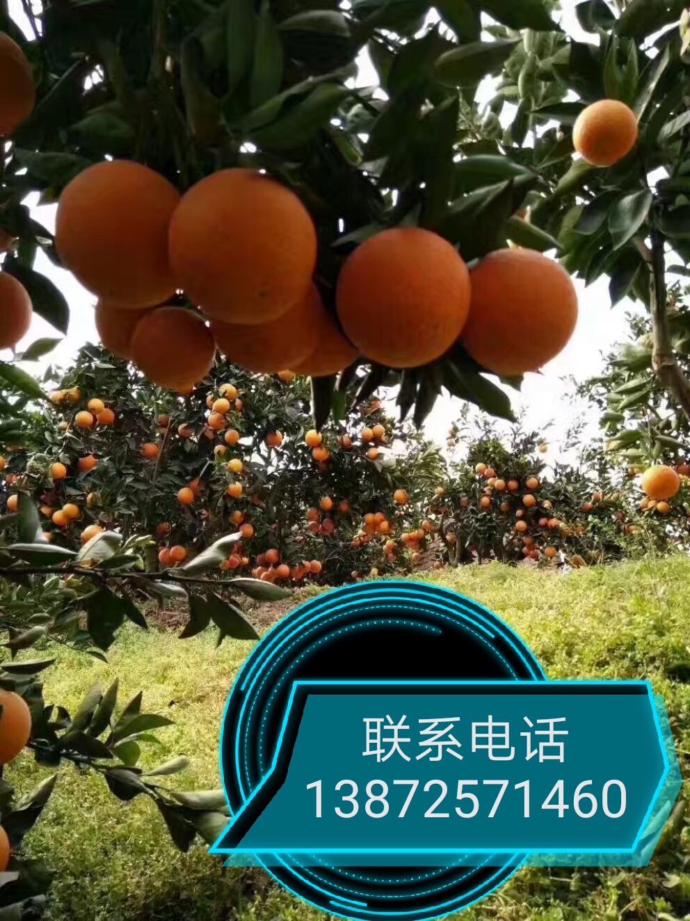 誠信供應宜昌秭歸夏橙