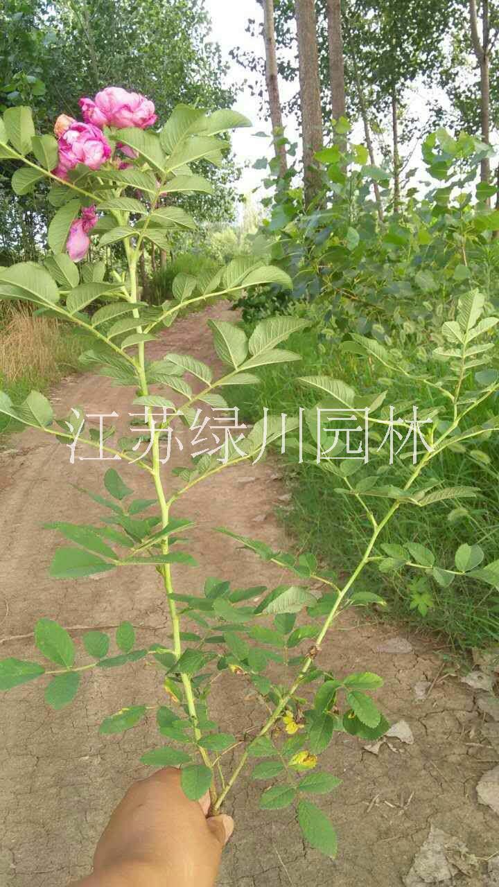 江蘇四季玫瑰種植基地供應四季玫瑰種苗 浙江園林花木四季玫瑰 江蘇種苗種植基地