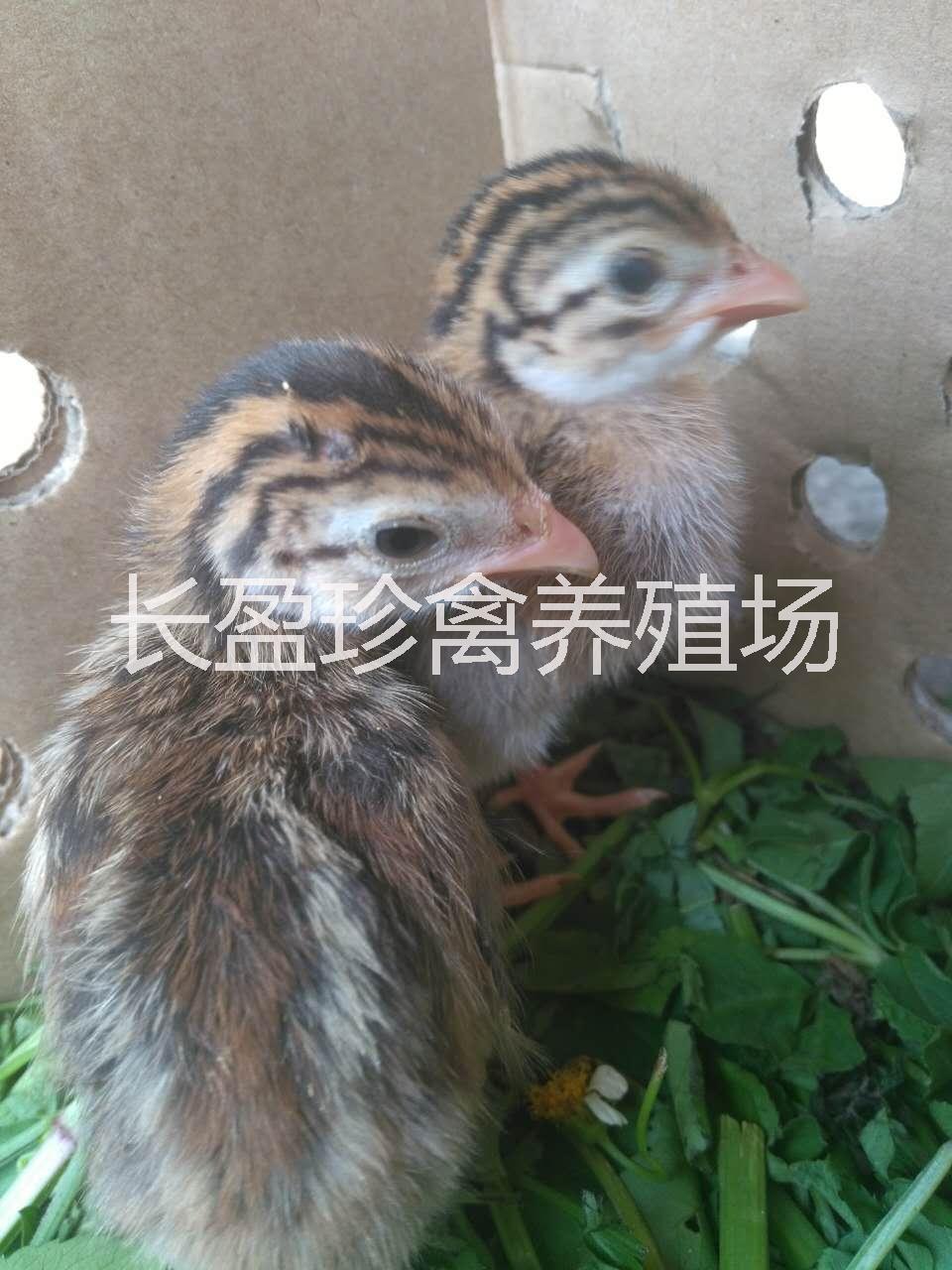 珍*苗 珍*苗，法國珍*種苗市場批發(fā)
