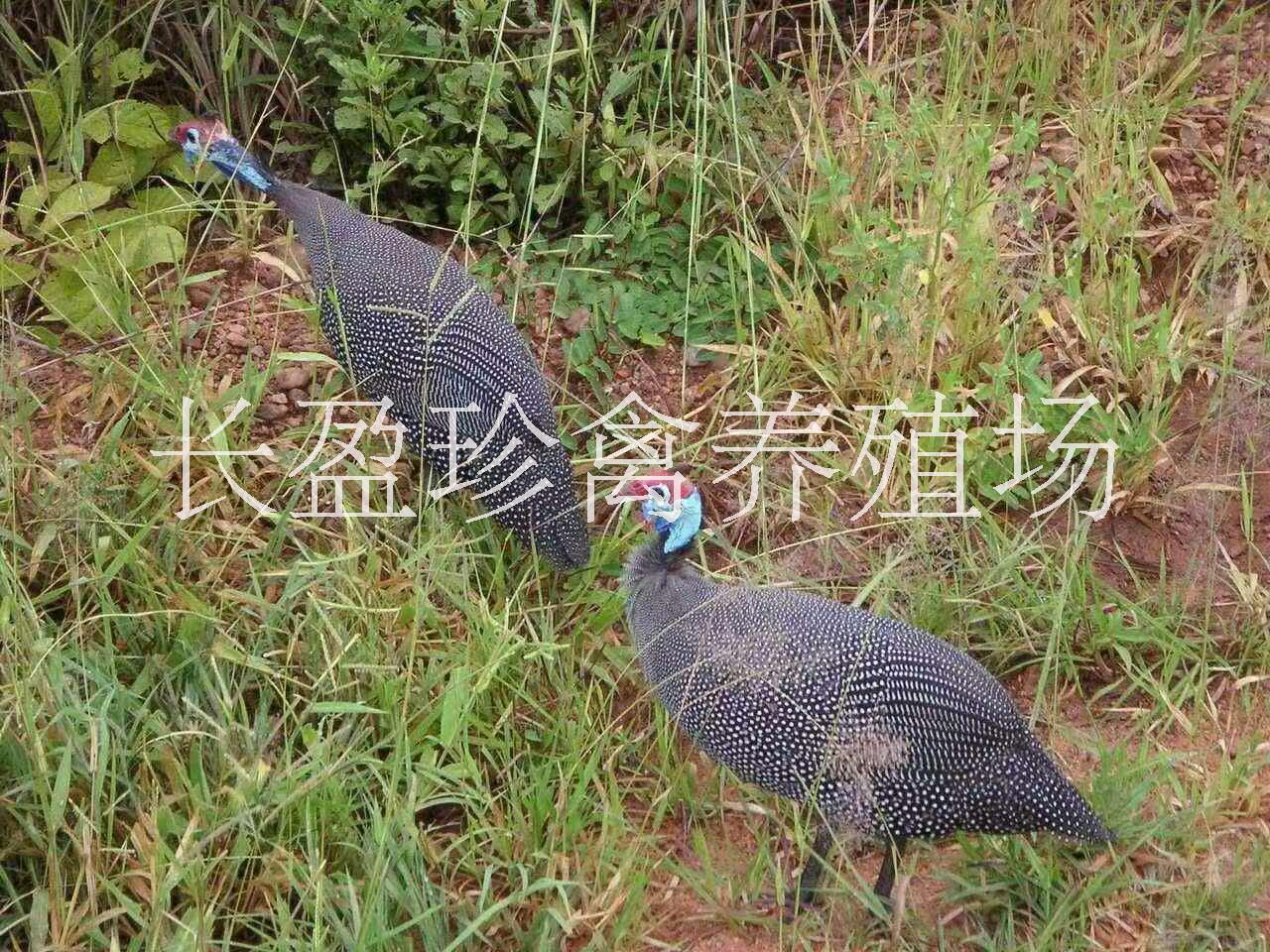 珍*苗 珍*苗，法國珍*種苗市場批發(fā)