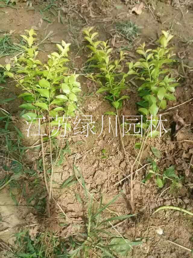 江蘇金葉女貞種植基地 江蘇金葉女貞批發(fā)江蘇金葉女貞種苗  工程苗金葉女貞價格 浙江金葉女貞