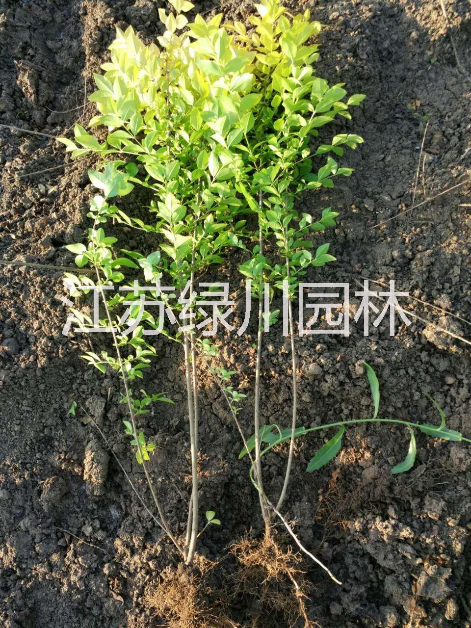 江蘇金葉女貞種植基地 江蘇金葉女貞批發(fā)江蘇金葉女貞種苗  工程苗金葉女貞價格 浙江金葉女貞