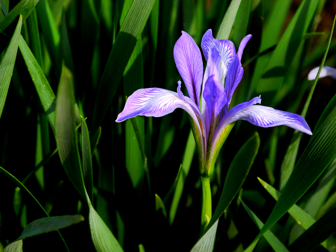 供應(yīng)馬蓮、馬蓮供應(yīng)商、直銷馬蓮