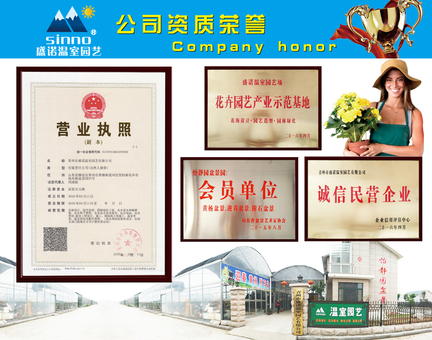 基地直銷千屈菜價格