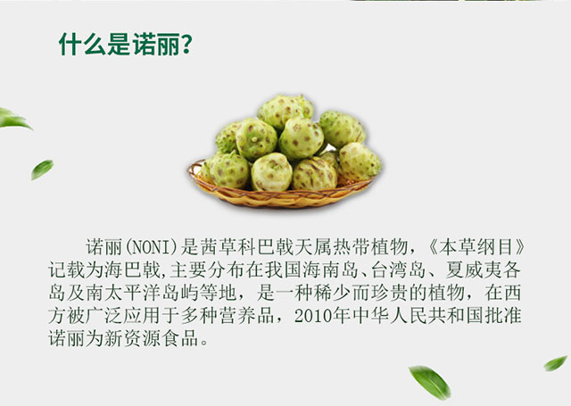 Beeston/百舒堂諾麗果茶袋泡茶30g 海南諾麗果酵素茶noni水果茶