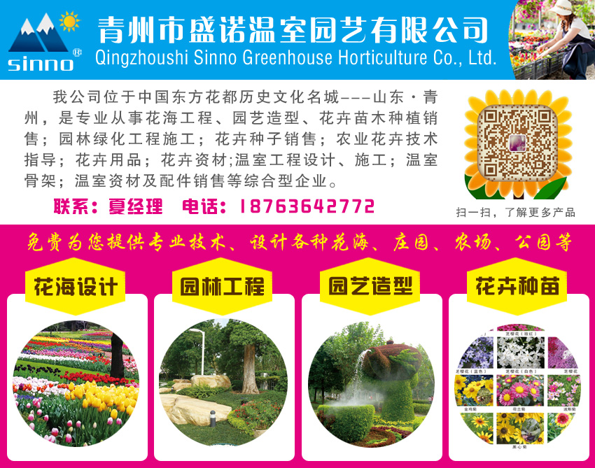 基地直銷千屈菜價格