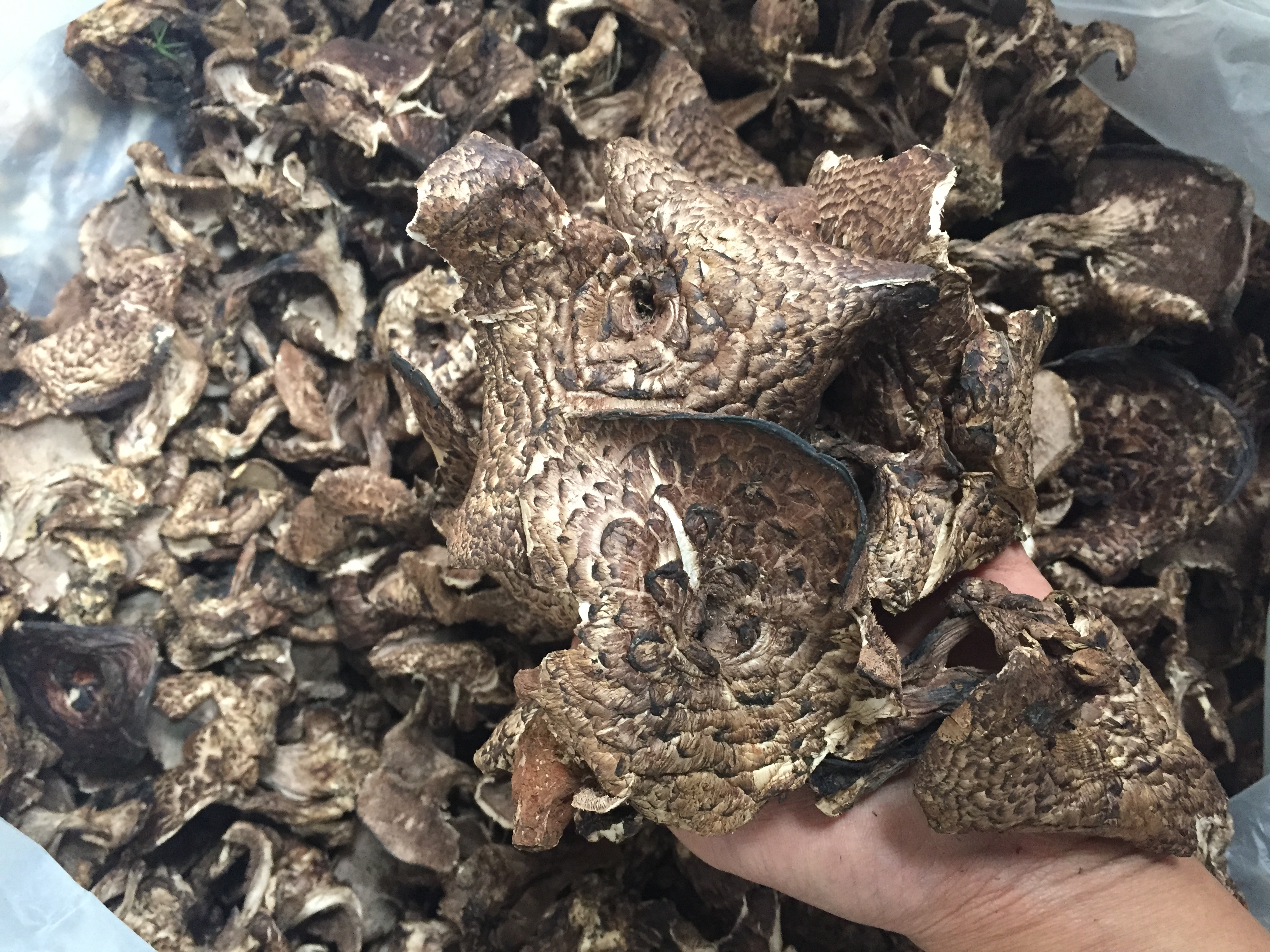 云南黑虎掌菌 黑虎掌菌批發(fā) 黑虎掌菌報(bào)價(jià) 黑虎掌菌哪里好