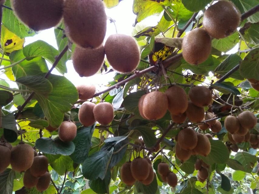 箱裝獼猴桃奇異果 *綠心綠肉精