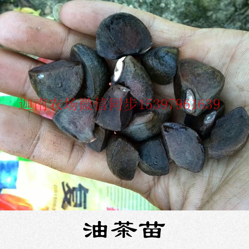 油茶苗基地 供應(yīng)商 種植 批發(fā)