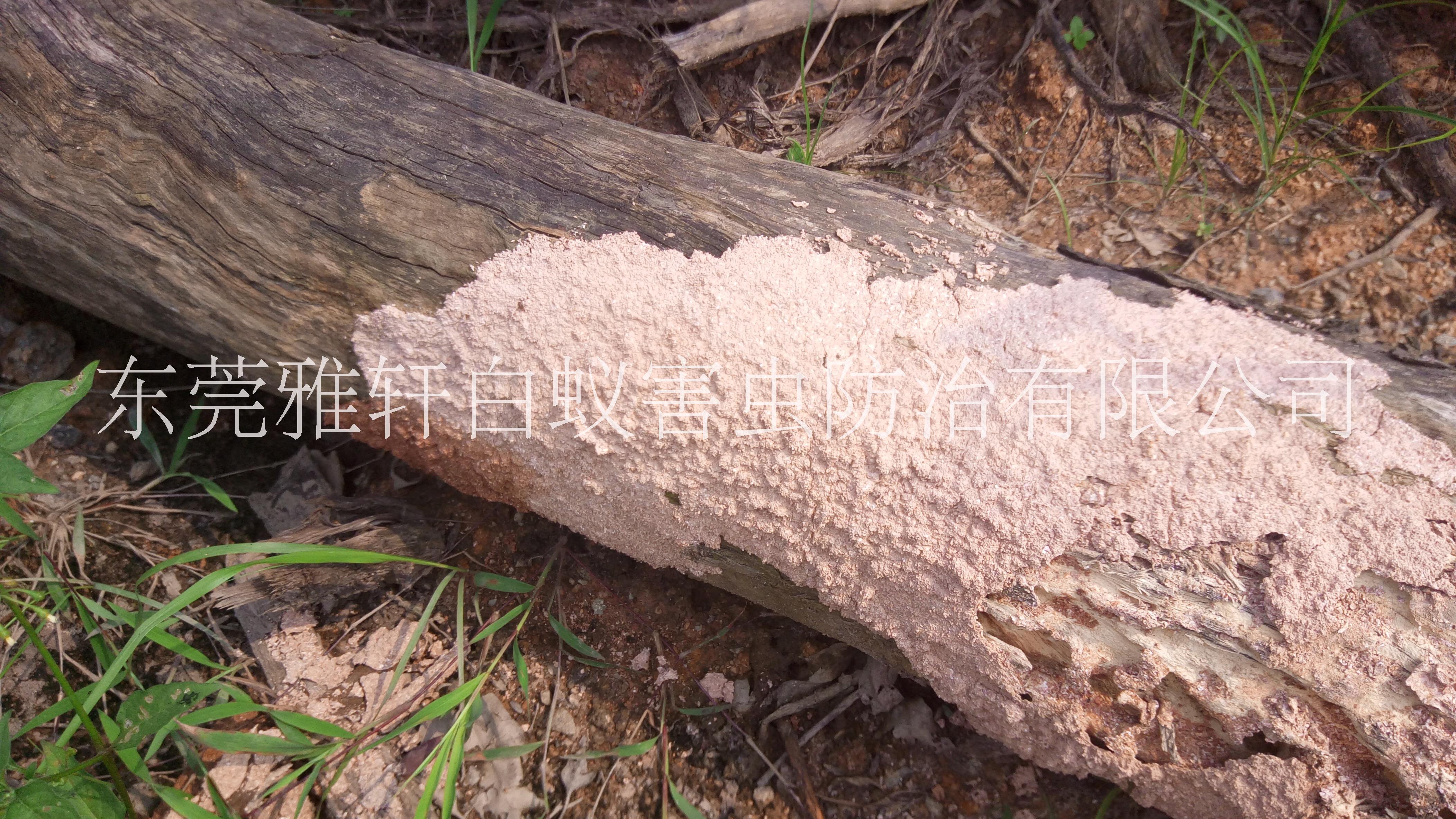 專業(yè)滅蟲滅白蟻滅鼠