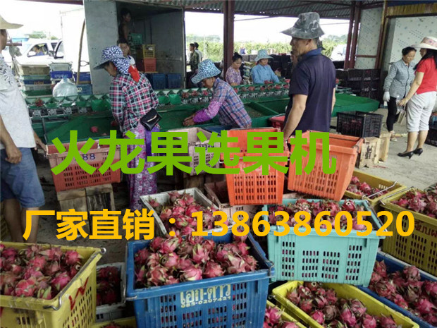 云南思茅無損傷的火龍果分選機(jī)廠家