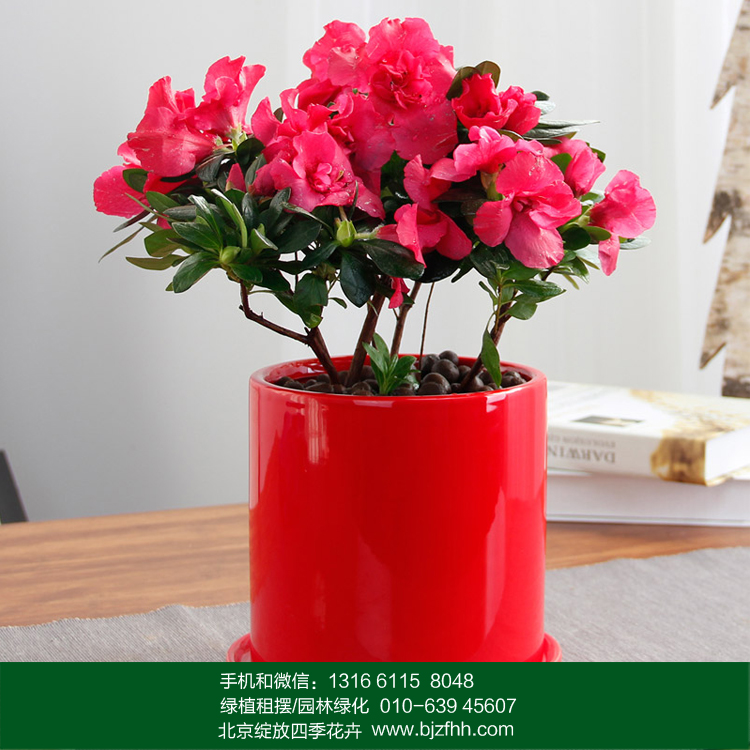 花卉租賃*花