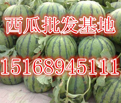山東西瓜今日價格 山東西瓜批發(fā)基地 京欣西瓜批發(fā)價格
