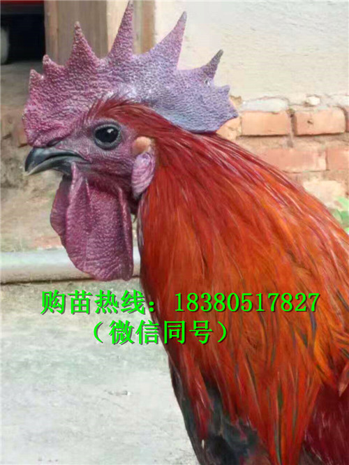 重慶長壽瑤雞苗多少錢,瑤雞苗采購