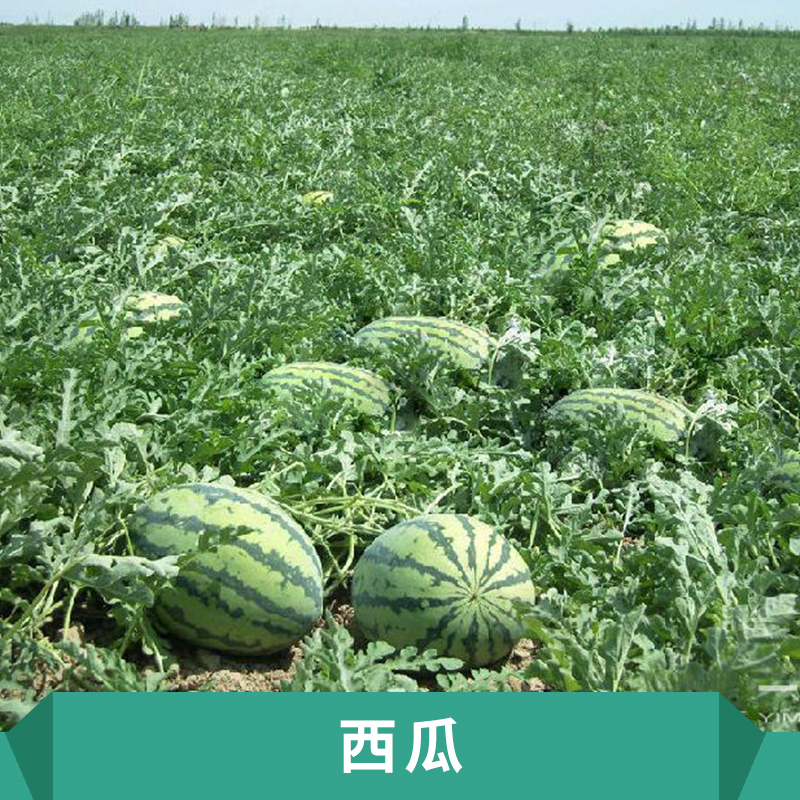 西瓜果園中早熟品種生長勢較強橢圓花皮大瓜價格實惠西瓜生產基地 保定西瓜