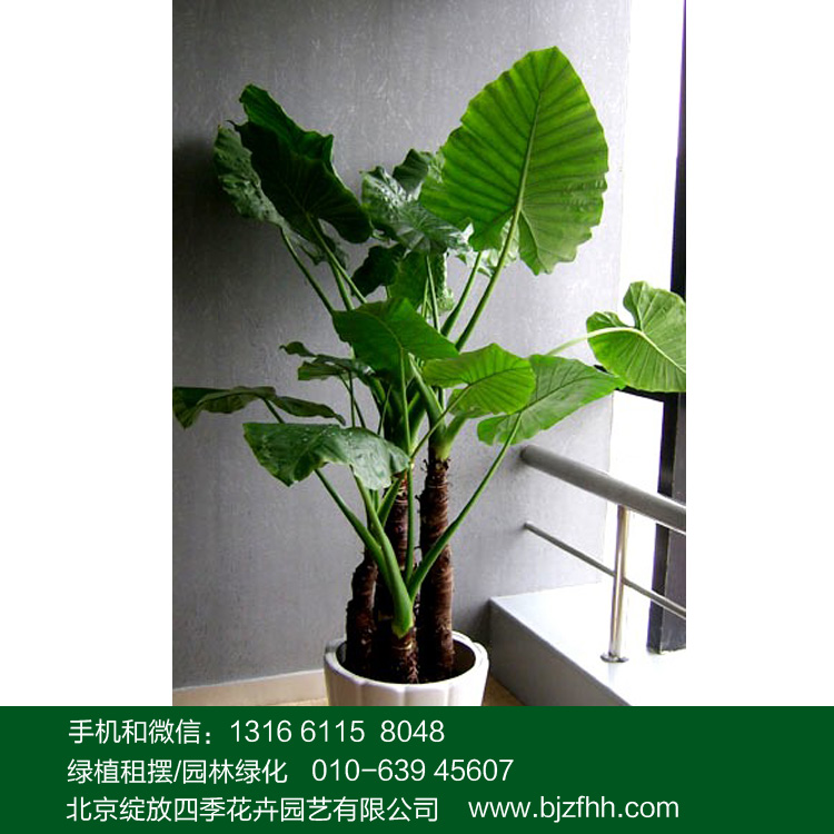 北京酒店綠植租擺適合的大型植物滴水觀音/*海芋